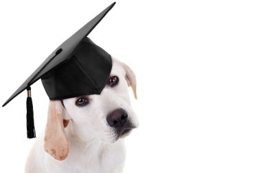 Mezuniyet lisansüstü köpek