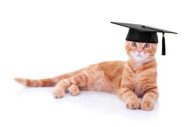 Mezuniyet kedi