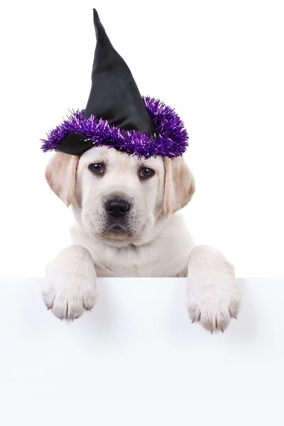 Halloween strega cane segno — Foto Stock