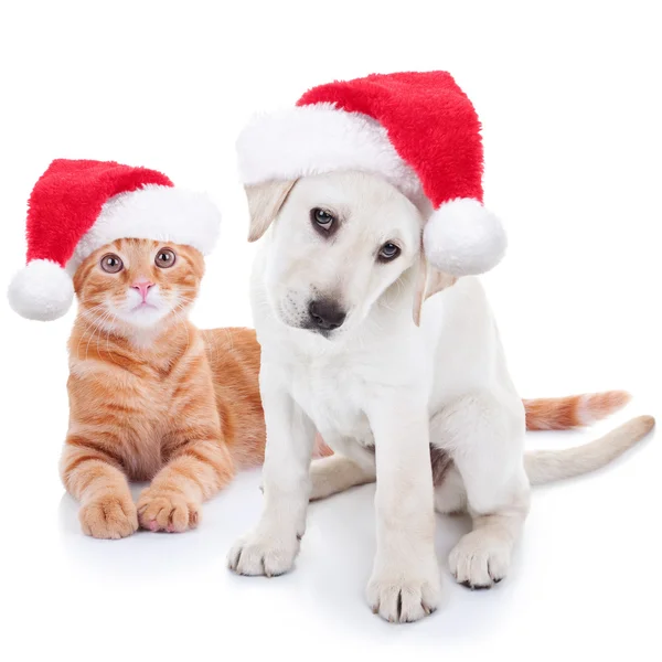Weihnachten Haustiere Hund und Katze Stockbild