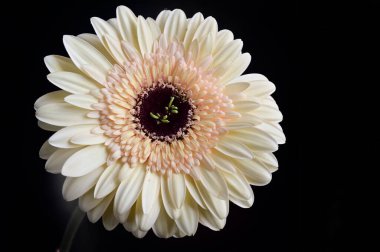 narin güzel çiçekler. Kapat..