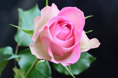 narin güzel çiçekler. Kapat..