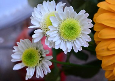 narin güzel çiçekler. Kapat..