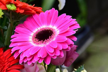 narin güzel çiçekler. Kapat..