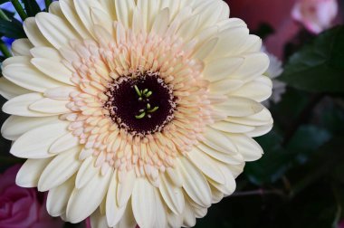 narin güzel çiçekler. Kapat..