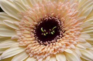 Narin, güzel Gerbera çiçekleri. Kapat..