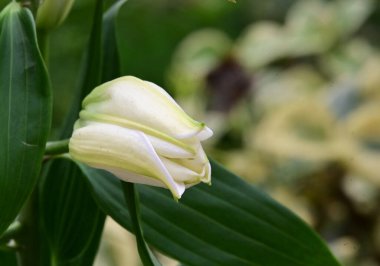 narin güzel çiçekler. Kapat..