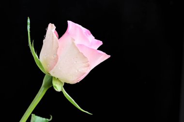 narin güzel çiçekler. Kapat..