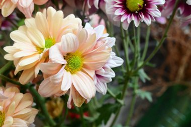 narin güzel çiçekler. Kapat..