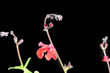 narin güzel çiçekler. Kapat..