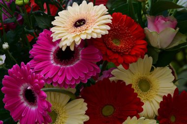 narin güzel çiçekler. Kapat..