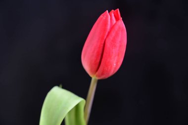 Koyu arkaplanda güzel yumuşak çiçekler, yaz konsepti, yakın görüş  