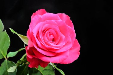 narin güzel çiçekler. Kapat..