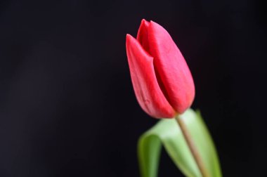 Koyu arkaplanda güzel yumuşak çiçekler, yaz konsepti, yakın görüş  