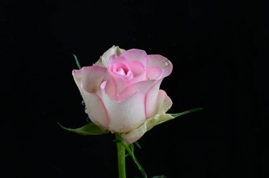 Koyu arkaplanda güzel yumuşak çiçekler, yaz konsepti, yakın görüş  