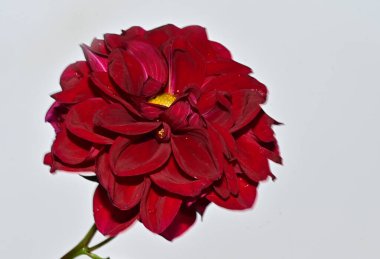 Gökyüzü arka planında renkli çiçekler açar 