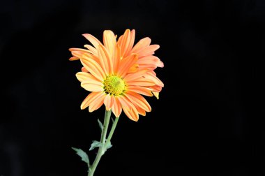 narin güzel çiçekler. Kapat..