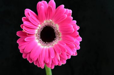 Narin, güzel Gerbera çiçekleri. Kapat..