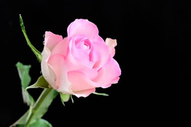 narin güzel çiçekler. Kapat..