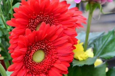 narin güzel çiçekler. Kapat..