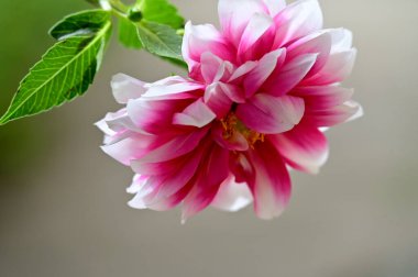 narin güzel çiçekler. Kapat..