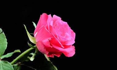 narin güzel çiçekler. Kapat..