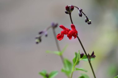 narin güzel çiçekler. Kapat..