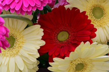 narin güzel çiçekler. Kapat..