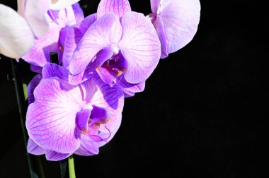 narin güzel çiçekler. Kapat..