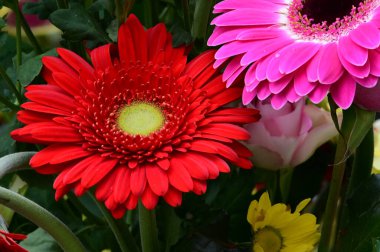 narin güzel çiçekler. Kapat..