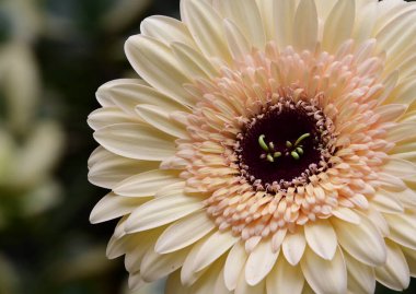 narin güzel çiçekler. Kapat..