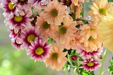 narin güzel çiçekler. Kapat..