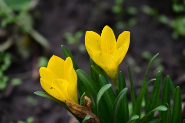 narin güzel çiçekler. Kapat..