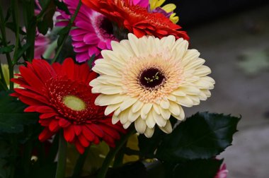 narin güzel çiçekler. Kapat..