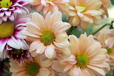 narin güzel çiçekler. Kapat..