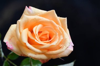 Koyu arkaplanda güzel yumuşak çiçekler, yaz konsepti, yakın görüş  