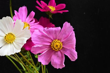 narin güzel çiçekler. Kapat..