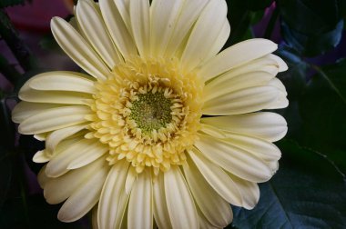 Narin, güzel Gerbera çiçekleri. Kapat..