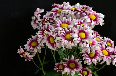 narin güzel çiçekler. Kapat..