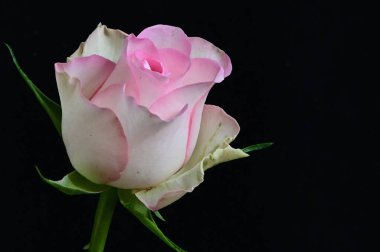 Koyu arkaplanda güzel yumuşak çiçekler, yaz konsepti, yakın görüş  