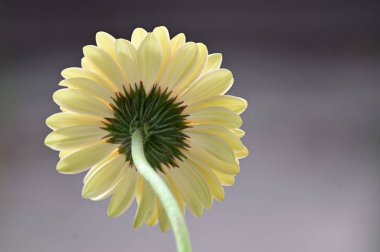 narin güzel çiçekler. Kapat..