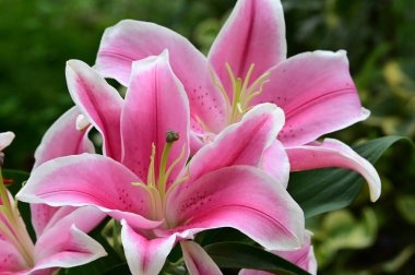 narin güzel çiçekler. Kapat..