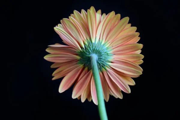 Нежные Красивые Цветы Герберы Close — стоковое фото