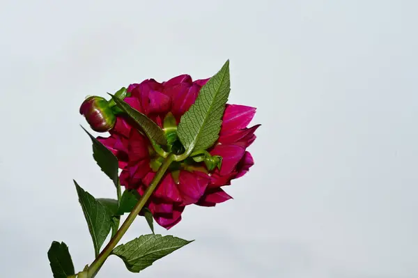 澄んだ空に咲く色とりどりの花々背景 — ストック写真