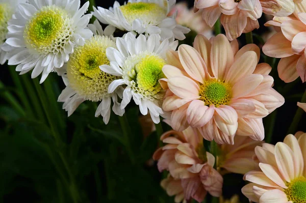 Flores Lindas Concurso Perto — Fotografia de Stock