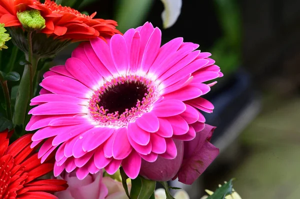 narin güzel çiçekler. Kapat..