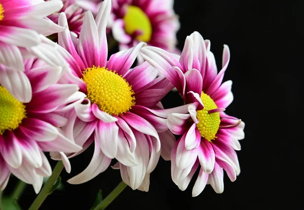 Bahçede yetişen güzel çiçekler