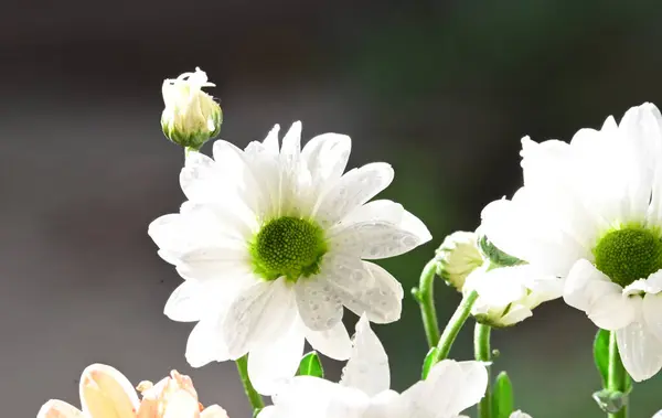 Flores Lindas Concurso Perto — Fotografia de Stock