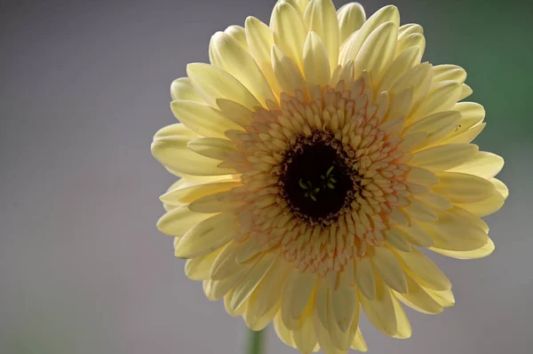 Tiernas Flores Hermosas Cerca — Foto de Stock