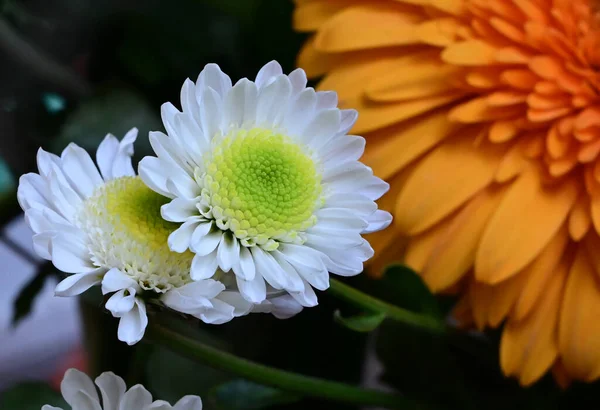 Flores Lindas Concurso Perto — Fotografia de Stock